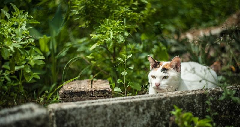 56【希少】Art Photo Group 限定 ヘリオス44-2