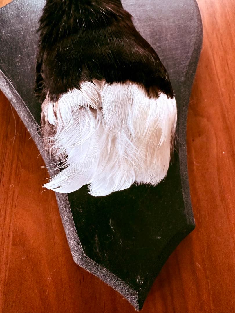 フランス　アンティーク　剥製　カササギ　カラス　ハンティングトロフィー　壁掛け