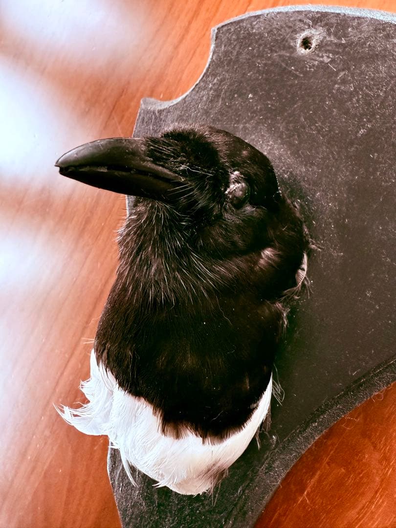 フランス　アンティーク　剥製　カササギ　カラス　ハンティングトロフィー　壁掛け