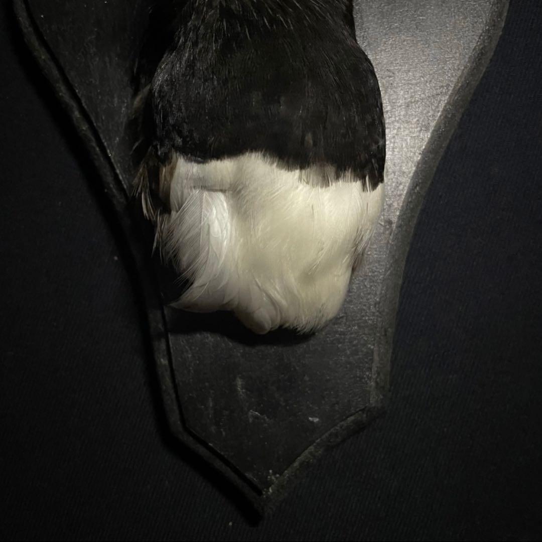 フランス　アンティーク　剥製　カササギ　カラス　ハンティングトロフィー　壁掛け