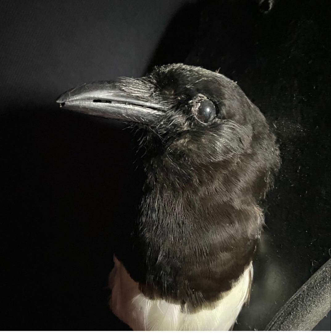 フランス　アンティーク　剥製　カササギ　カラス　ハンティングトロフィー　壁掛け