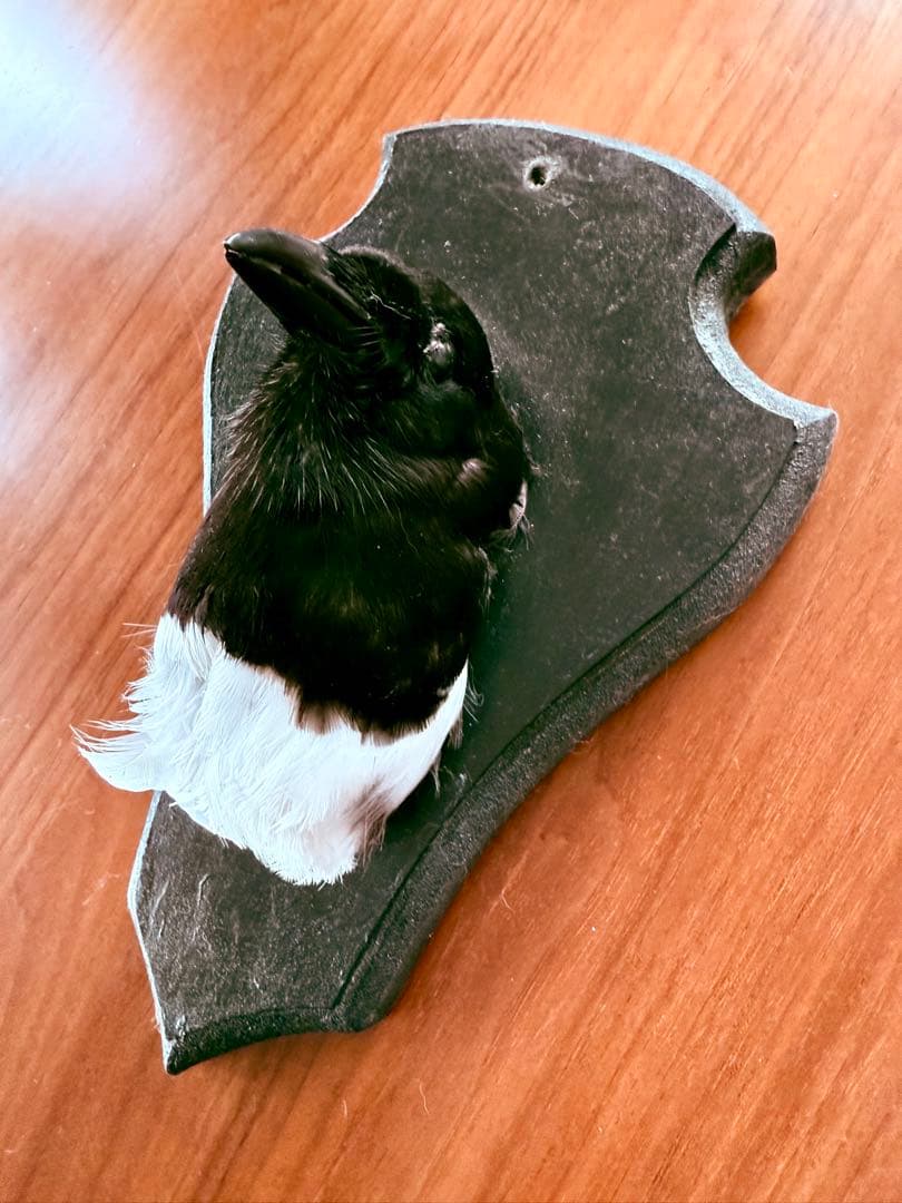 フランス　アンティーク　剥製　カササギ　カラス　ハンティングトロフィー　壁掛け