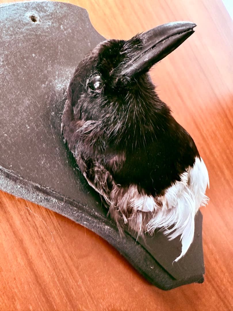 フランス　アンティーク　剥製　カササギ　カラス　ハンティングトロフィー　壁掛け