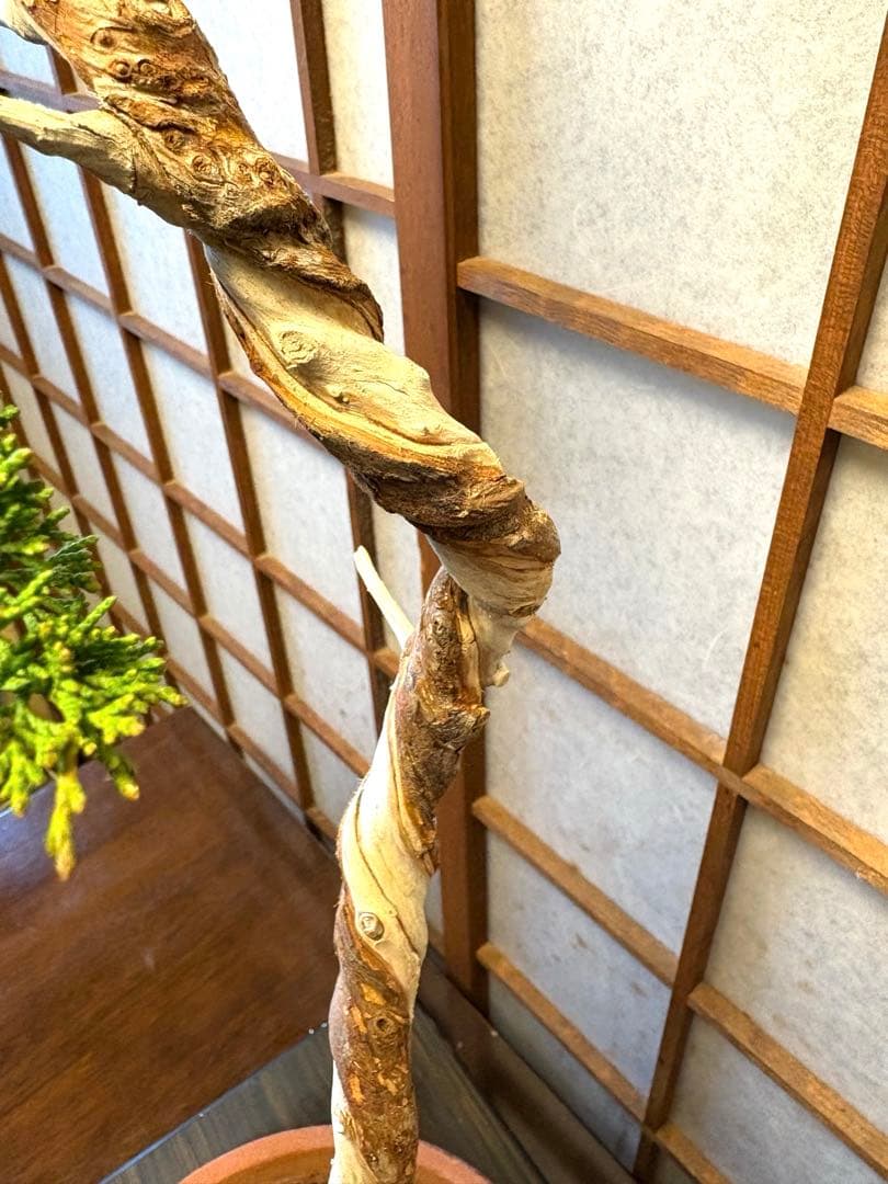 真柏盆栽❗️フォロワー150人記念値下げ❗️しなやかな動き！文人木盆栽！風情