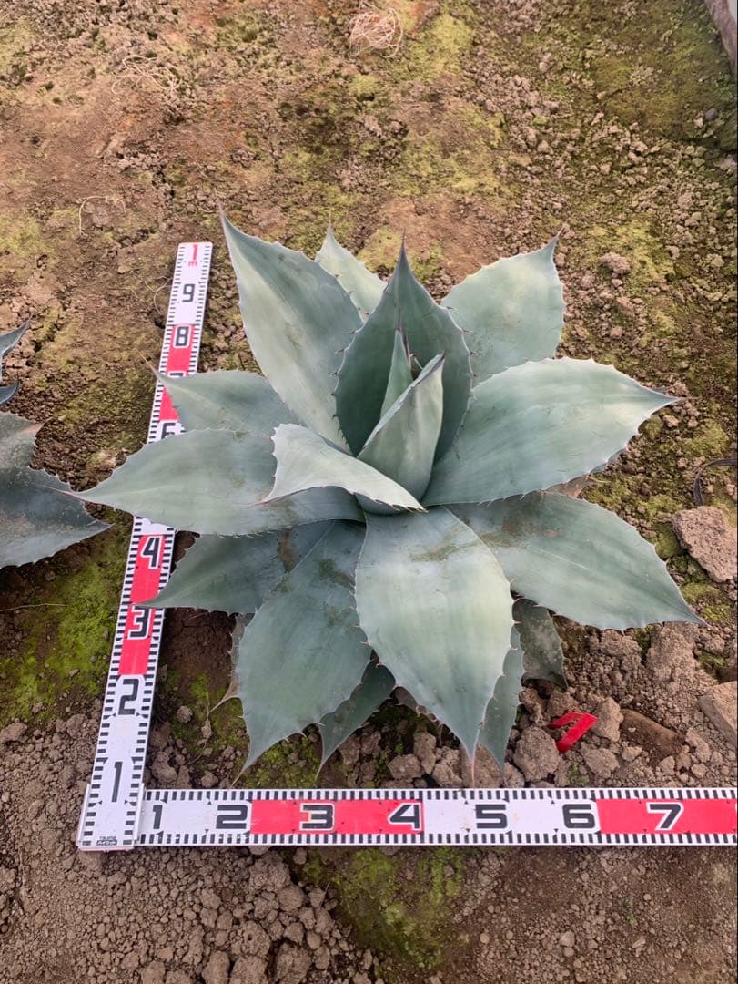 アガベ　オバティフォリア 実生　2