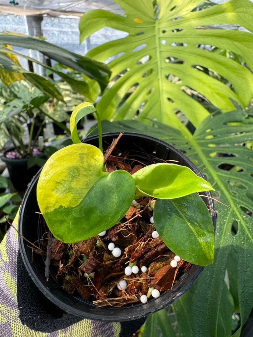 2 モンステラデリシオーサ イエローマリリン 黄斑入り