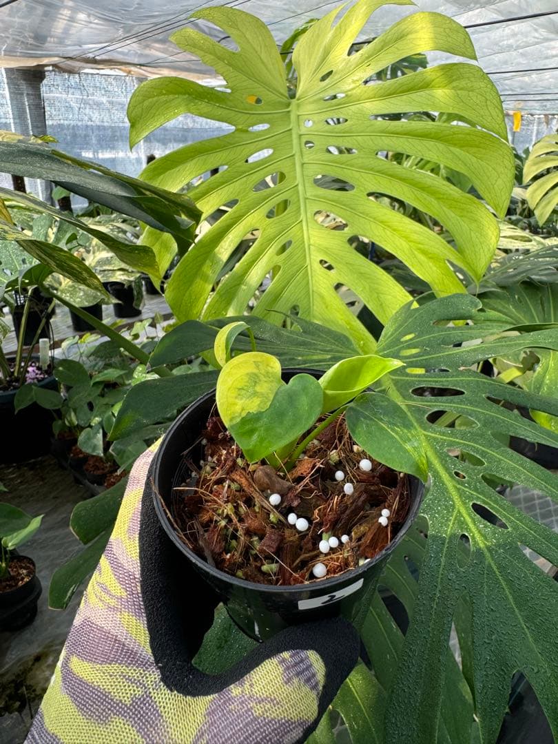 2 モンステラデリシオーサ イエローマリリン 黄斑入り