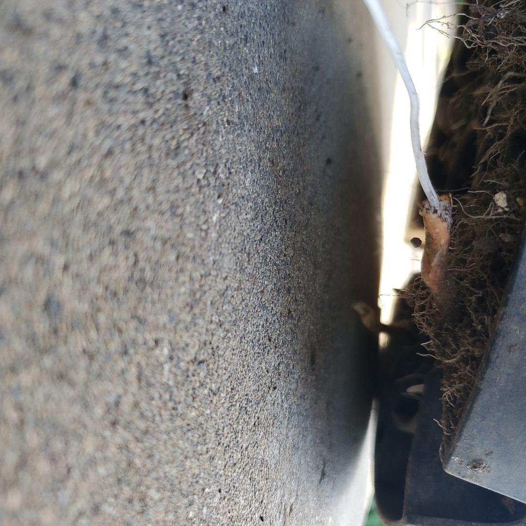 レオこ　　ユッカ　マルデヌベス　verロスト④