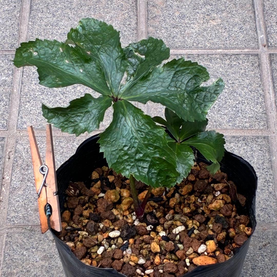 i*u様 ☘️NEW☘️開花株❤️根充実❤️新葉❤️3284⭐️直筆(入荷時)”