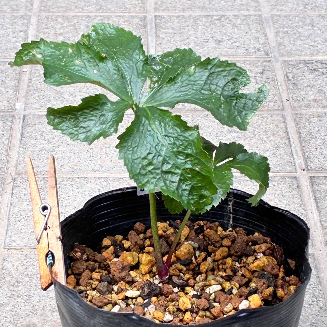 i*u様 ☘️NEW☘️開花株❤️根充実❤️新葉❤️3284⭐️直筆(入荷時)”