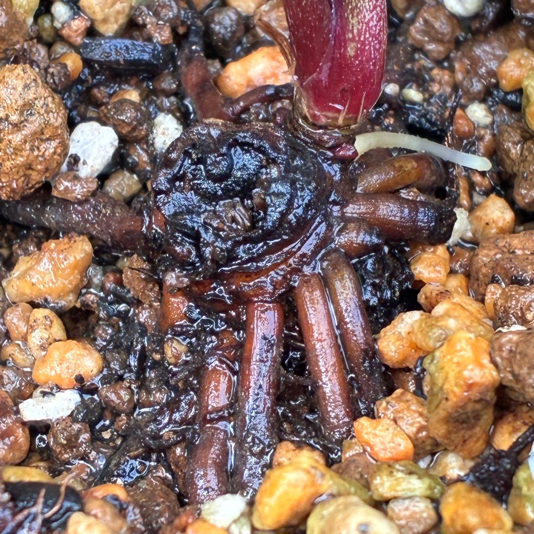 i*u様 ☘️NEW☘️開花株❤️根充実❤️新葉❤️3284⭐️直筆(入荷時)”