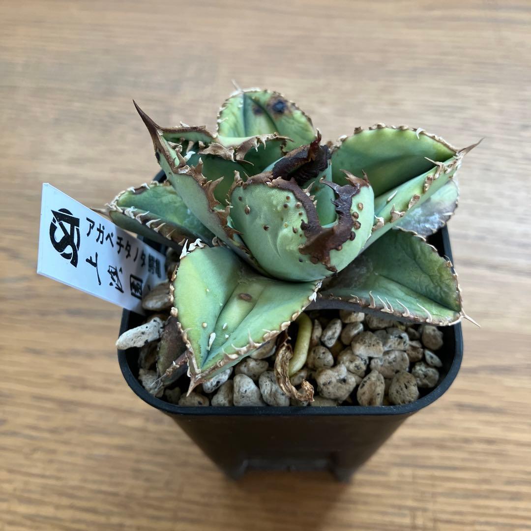 【クリスマスセール】♯29 超選抜　太棘　ぶつぶつだらけ　アガベ　鰐亀　TC