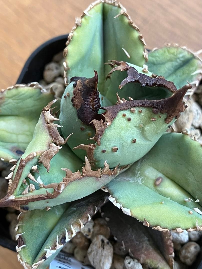 【クリスマスセール】♯29 超選抜　太棘　ぶつぶつだらけ　アガベ　鰐亀　TC