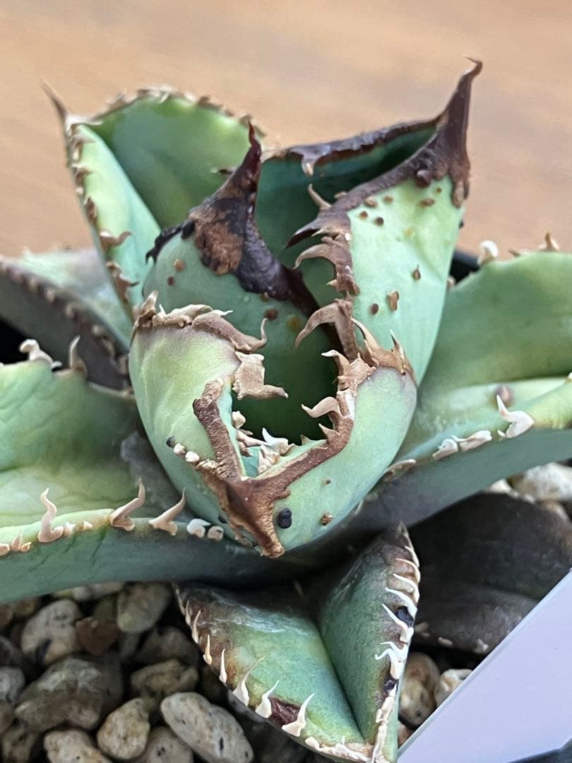 【クリスマスセール】♯29 超選抜　太棘　ぶつぶつだらけ　アガベ　鰐亀　TC