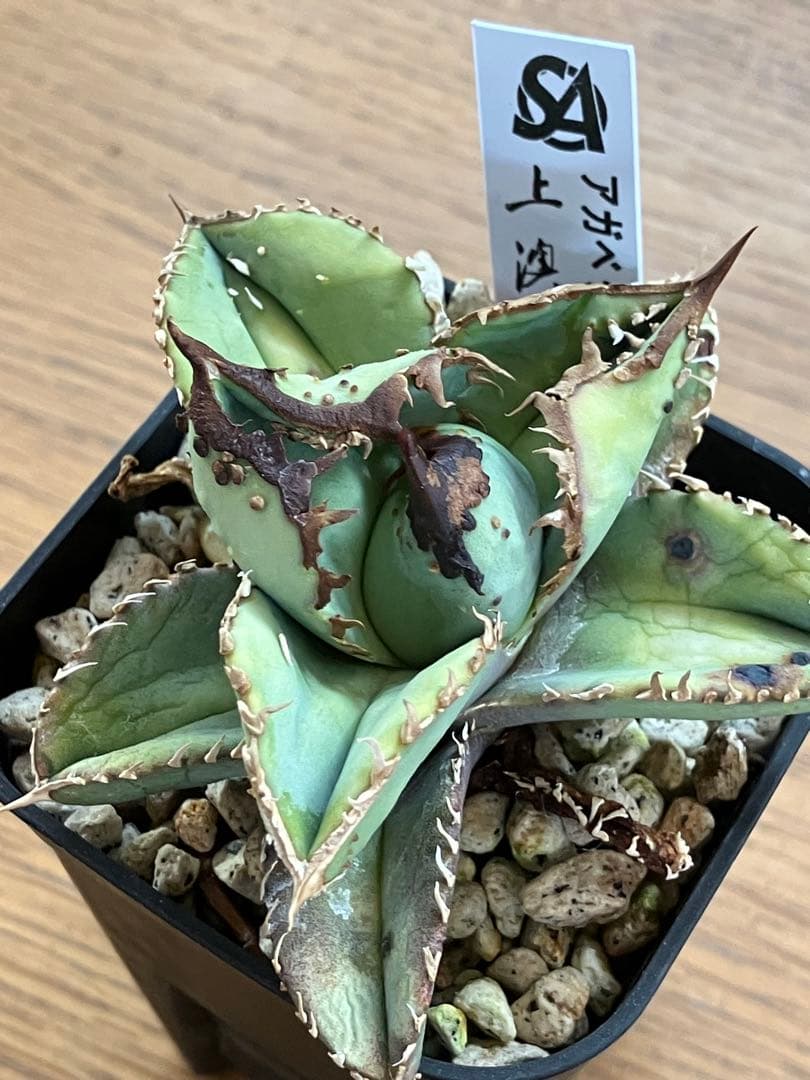 【クリスマスセール】♯29 超選抜　太棘　ぶつぶつだらけ　アガベ　鰐亀　TC