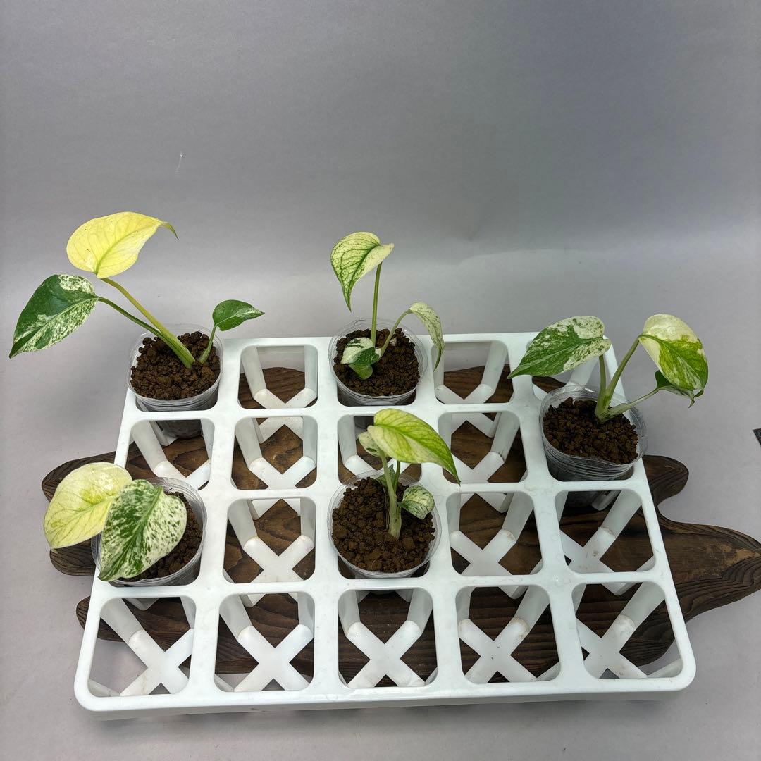 j*@様 5株セットlsw632【特別選抜】ホワイトモンスター／天津蘭 モンステ