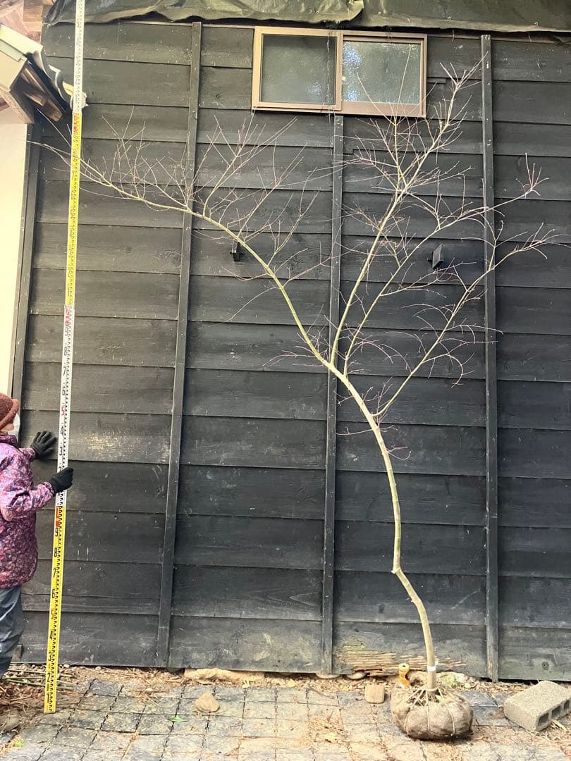 40 山採り　イロハモミジ