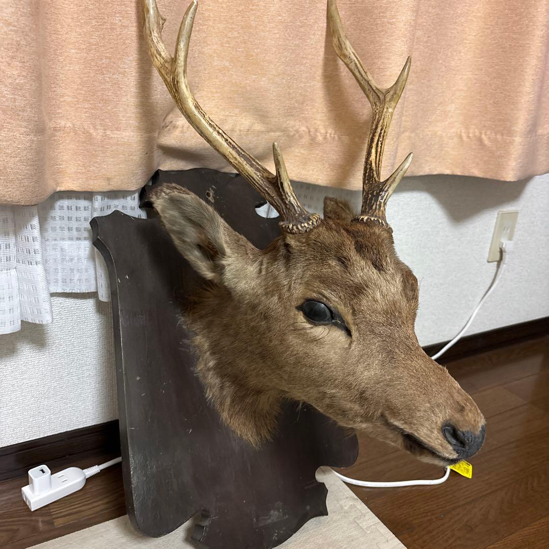 蝦夷鹿の剥製 ハンティングトロフィー(大幅値下げ) - メルカリ