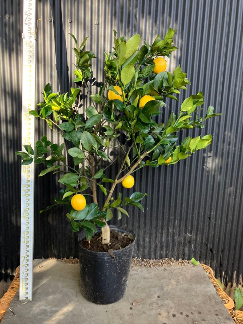 柑橘　果樹苗　スイートレモネード　苗木