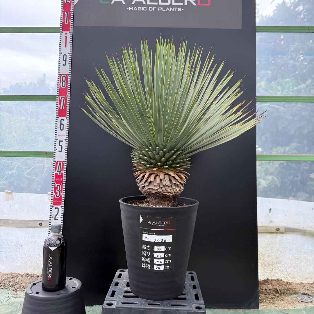 【AL1036】ユッカ　ロストラータ　超美形　シルバーブルー個体 ユッカ ロストラータ 以前ご紹介したとてもブルーが美しい個体 ご来店