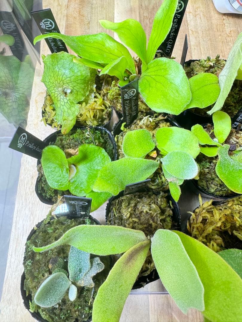 ビカクシダ　15種　②