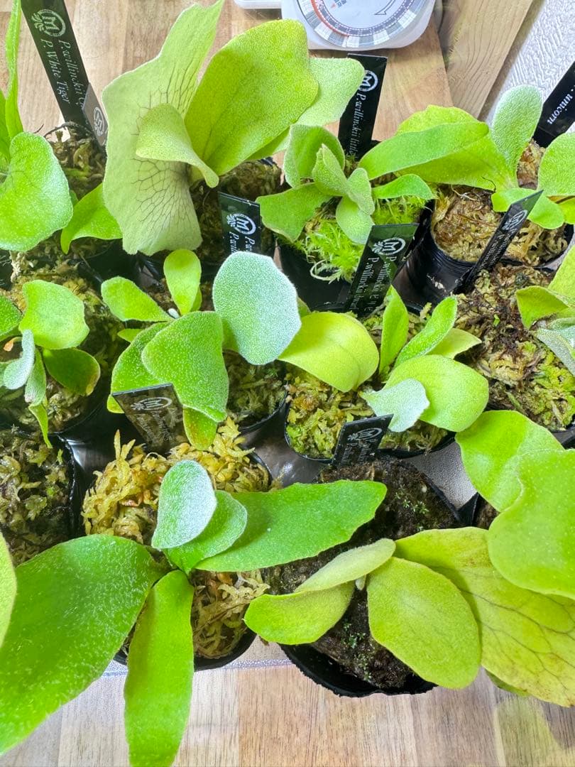 ビカクシダ　15種　②