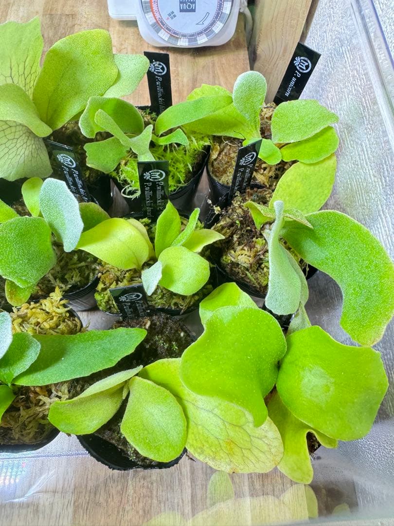 ビカクシダ　15種　②