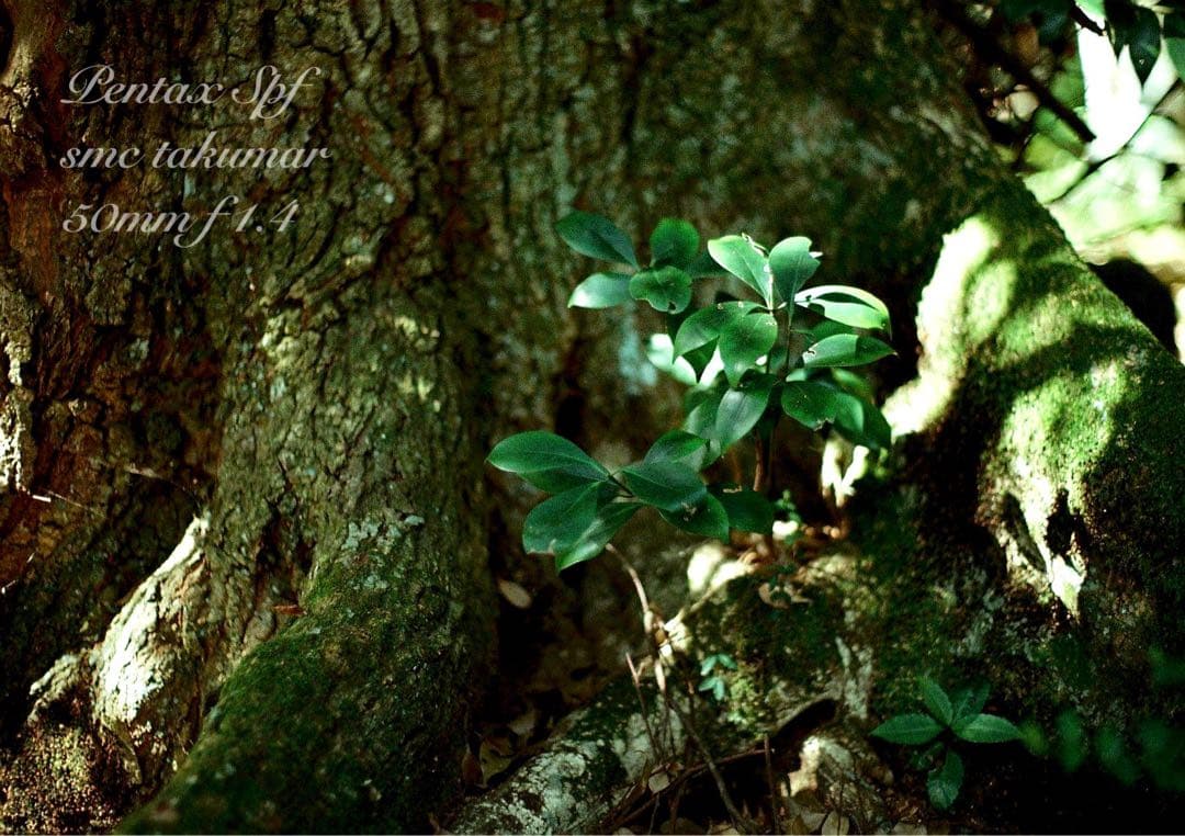 超美品＊完動品☆PENTAX SPF BLACK☆f1.4☆初期保証＊作例多数