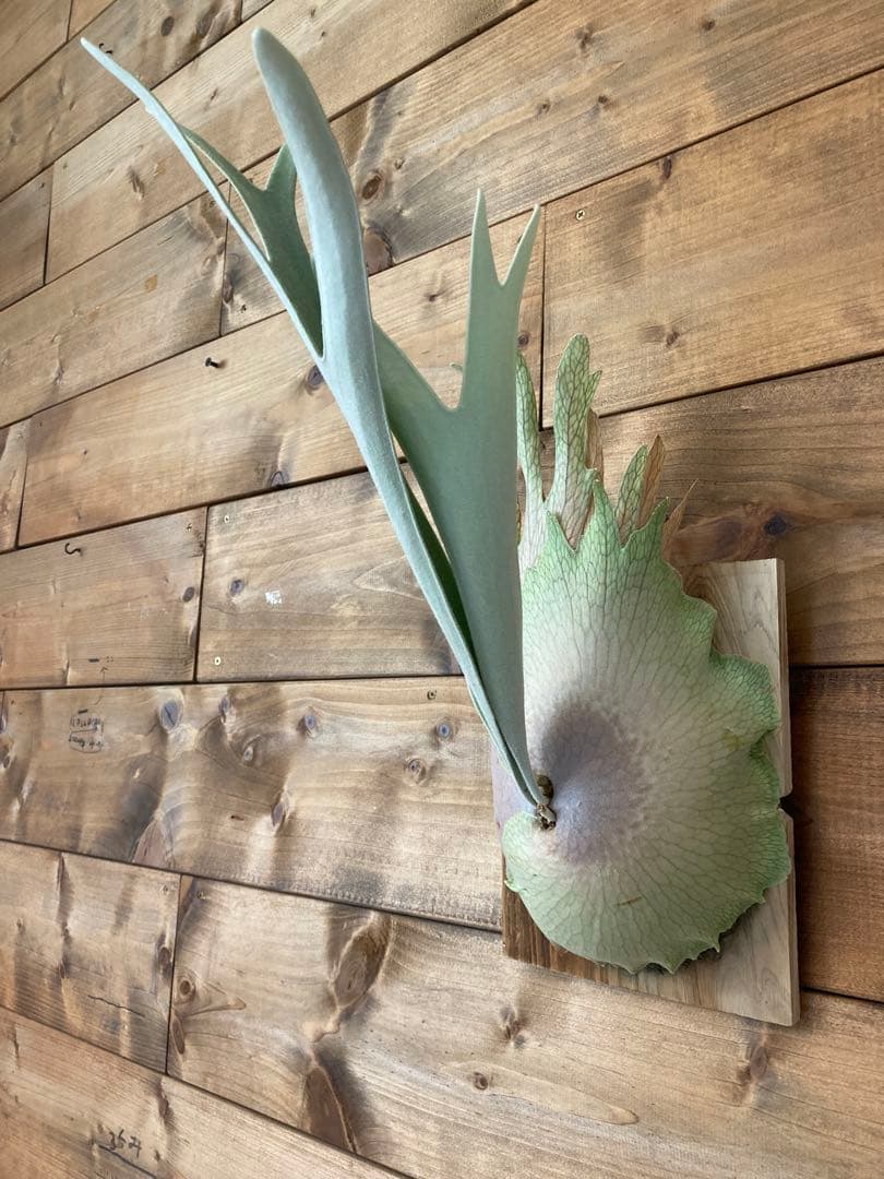 ビカクシダ ベイチーワイルド oc