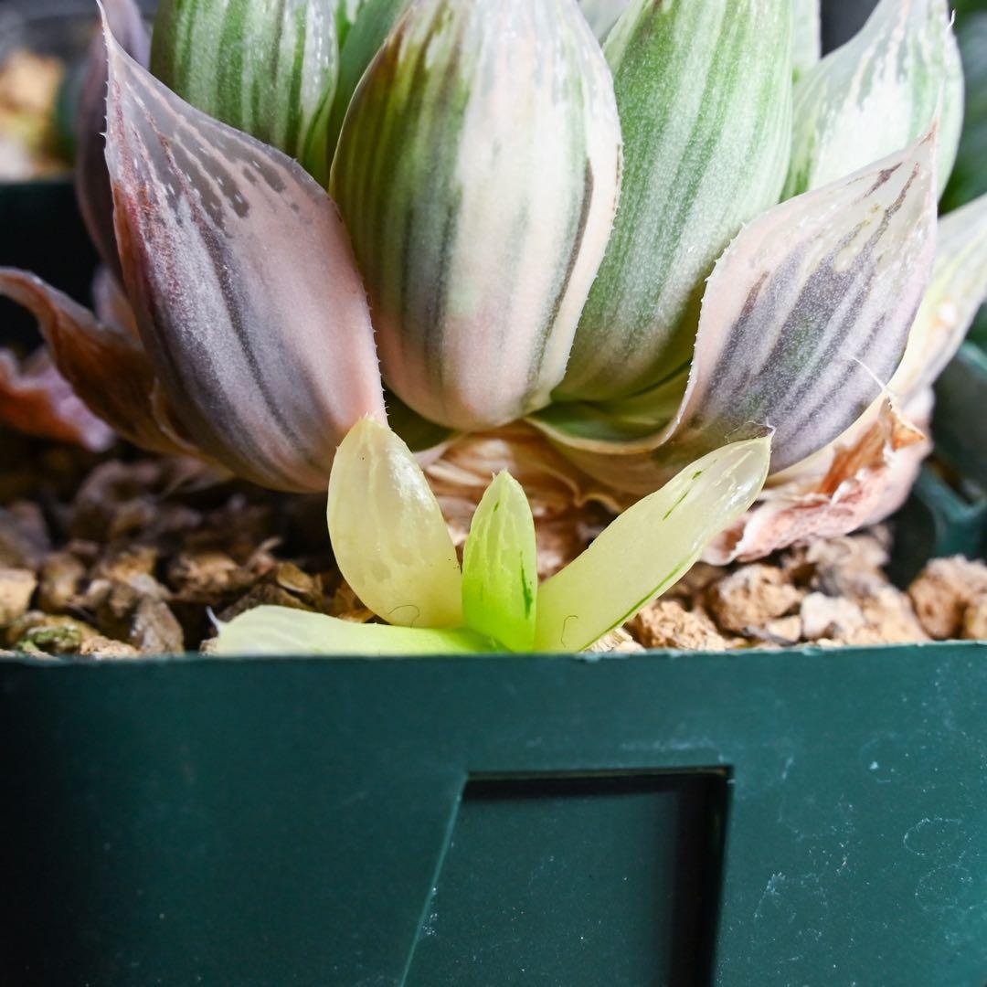 D*3様 ☆☆専用☆☆ハオルチア 白蛇伝