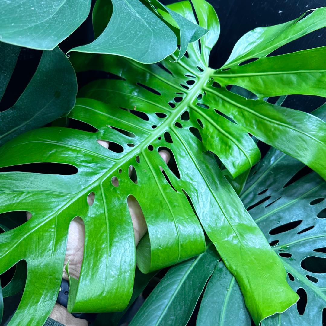 モンステラデリシオーサマクロコズム超超大株超希少系統鉢植え高さ101