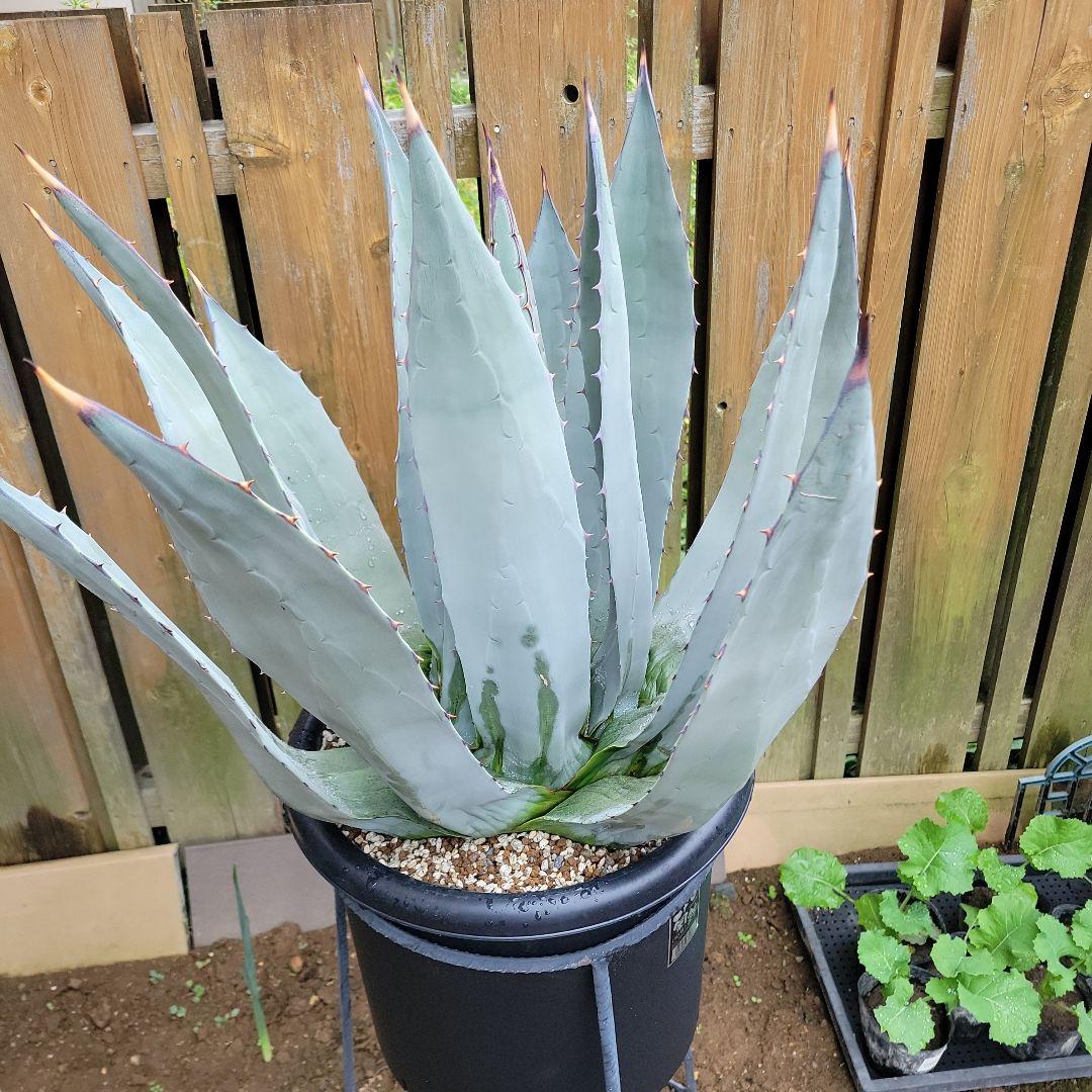 アガベ　パリーネオメキシカーナ　特大株　引き取り限定！ アガベ パリー ネオメキシカーナ agave prryi ssp.neomexicana 1