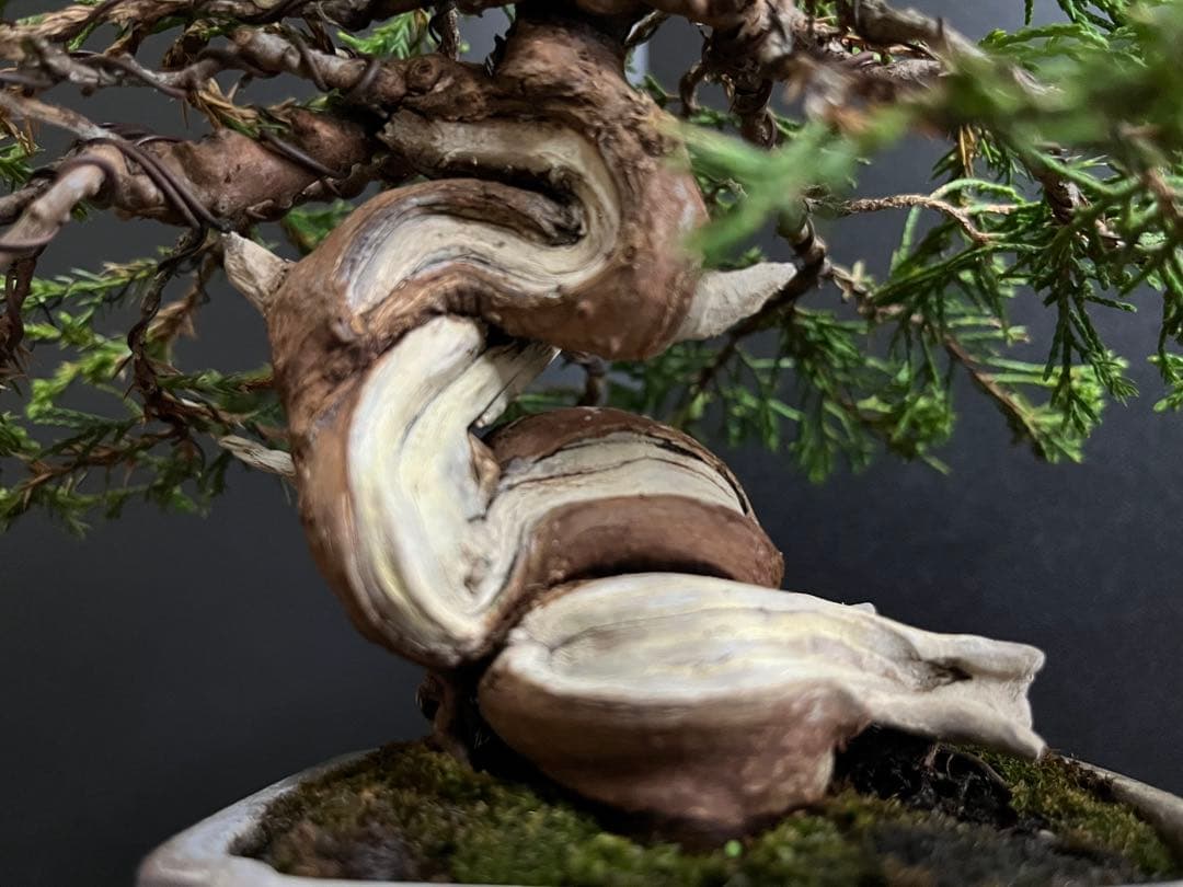 真柏盆栽 糸魚川真柏 捻転シャリ幹 樹高13cm 小品盆栽 (黒松、五葉松