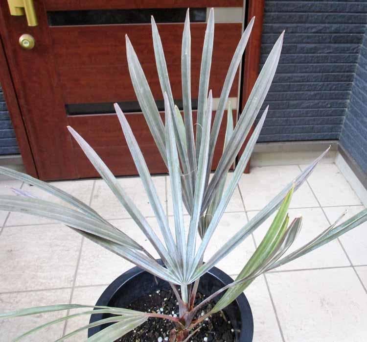 現品】ビスマルキア・ノビリス シルバー 椰子 ヤシ 10号 SF番 - メルカリ