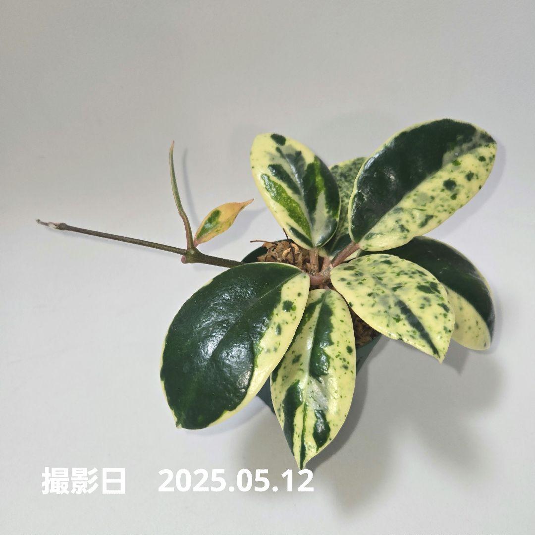 Hoya carnosa ' Madara snow angel' - メルカリ