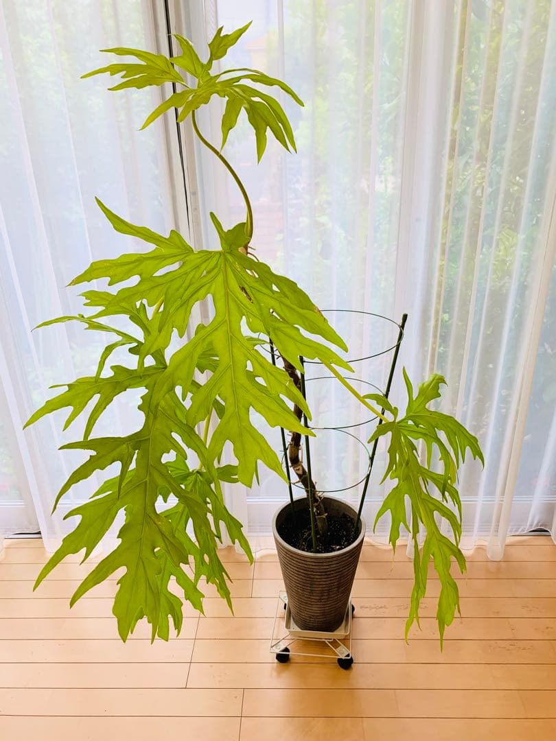 フィロデンドロン　セローム　ゴールドリーフ　10年以上の大株　希少 現品］【希少】C フィロデンドロン セローム ゴールドリーフ 7号 観葉