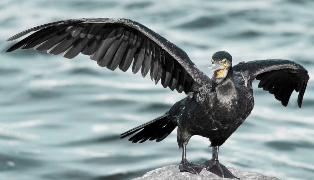 【美品】SONY FE 70-200mm F4 Macro G OSS II