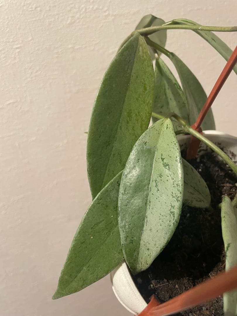 48時間セール 全斑入り ホヤ プビカリクス ピンクシルバーゴースト