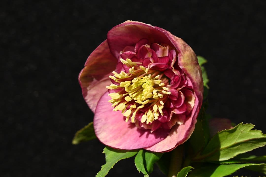 クリスマスローズ　認定毬姫モーリーsd多弁レッド　加藤農園