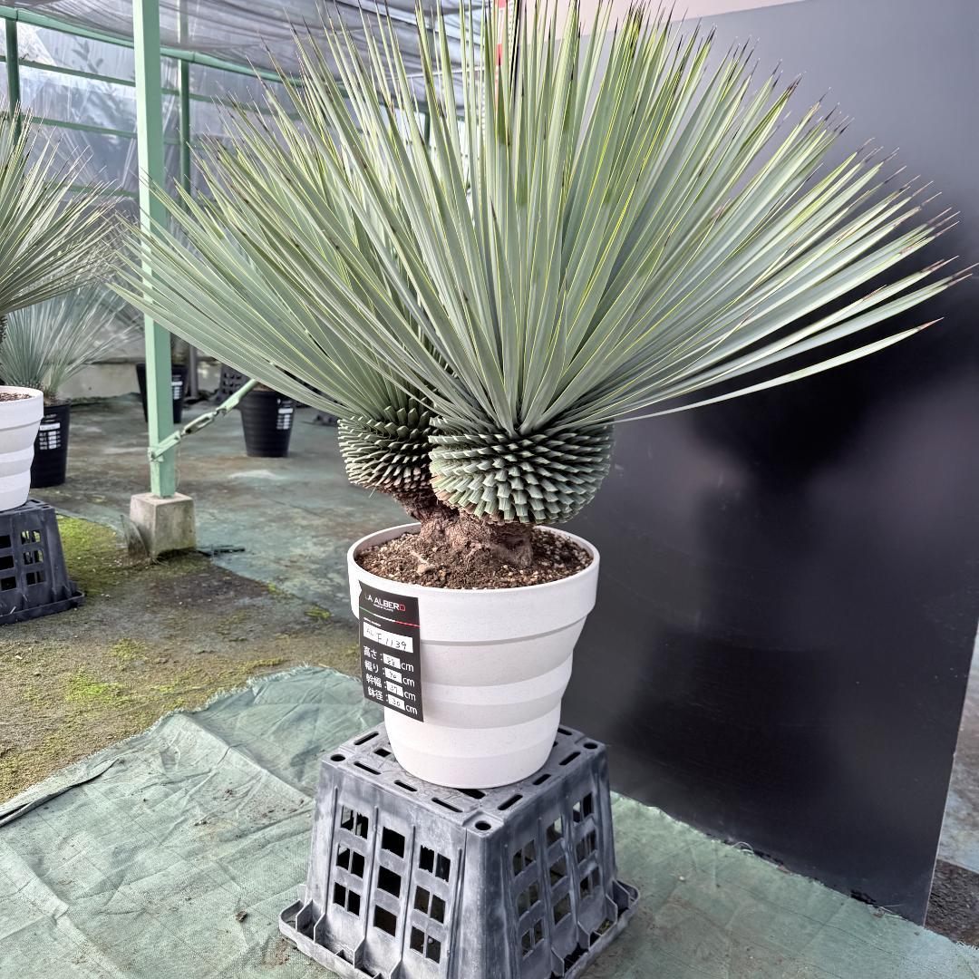 【AL-F1139】ユッカ　ロストラータ　超美形　高次元ダブル　シルバー個体