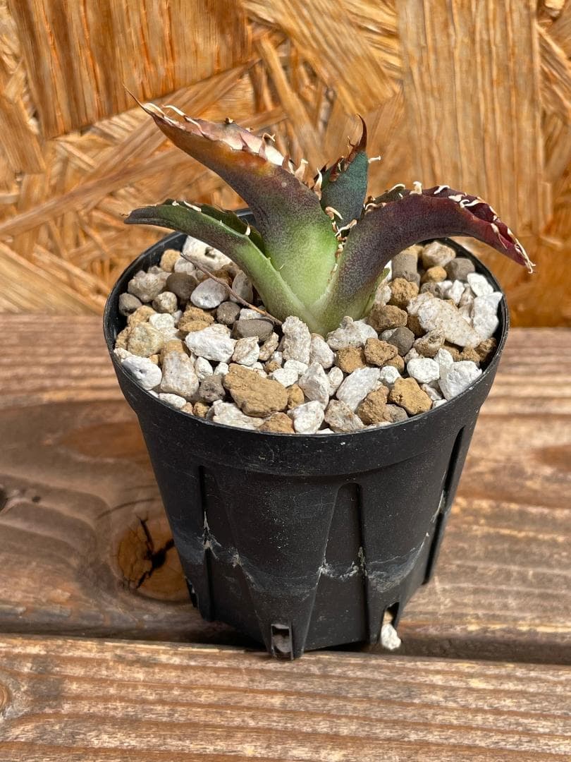 アガベ チタノタ 白鯨（LIZE産） - メルカリ