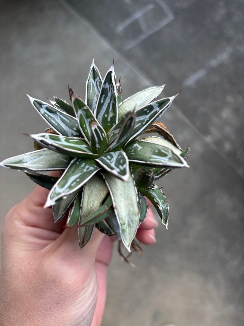 hp 38 オアハカオテロイ実生 アガベ オテロイ (チタノタ) osp育成株 hp