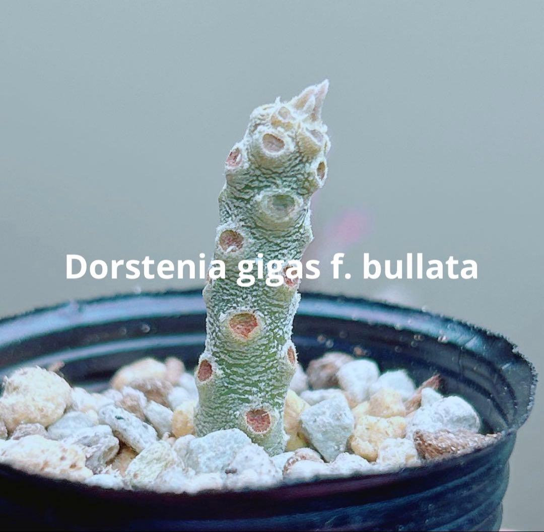 早い者勝ち☆大特価】 ドルステニア ギガス ブラータ 短葉 シルバー