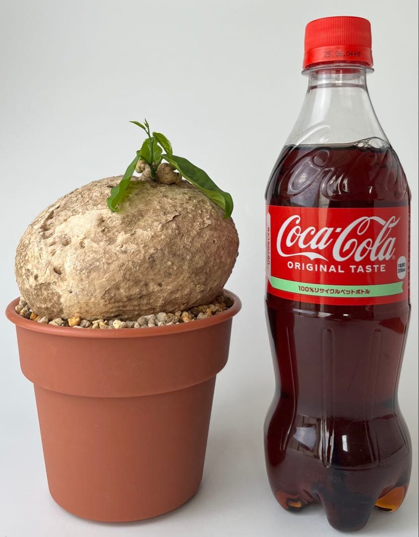 激レア/大株/塊根植物】アデニア ペナンギアナ 鉢植え - メルカリ