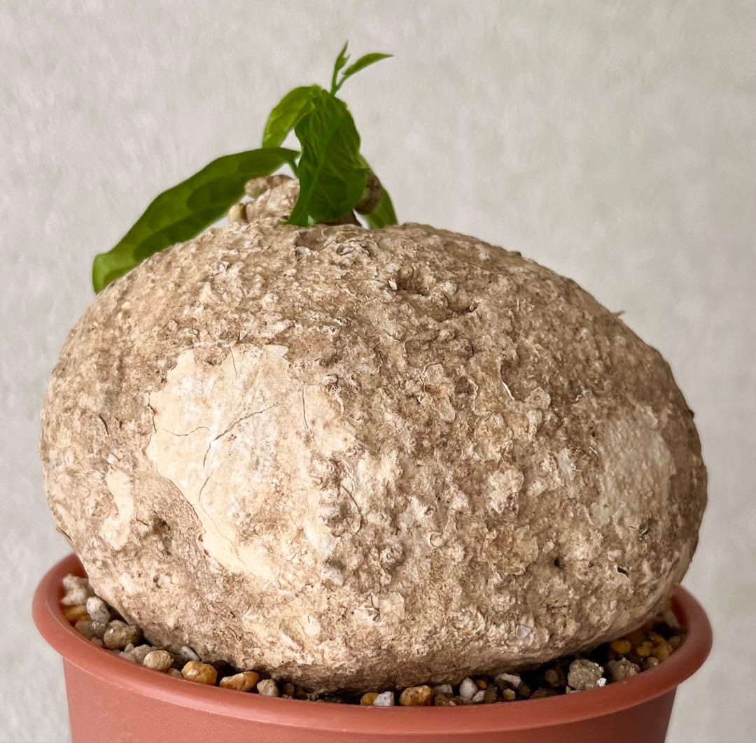 激レア/大株/塊根植物】アデニア ペナンギアナ 鉢植え - メルカリ