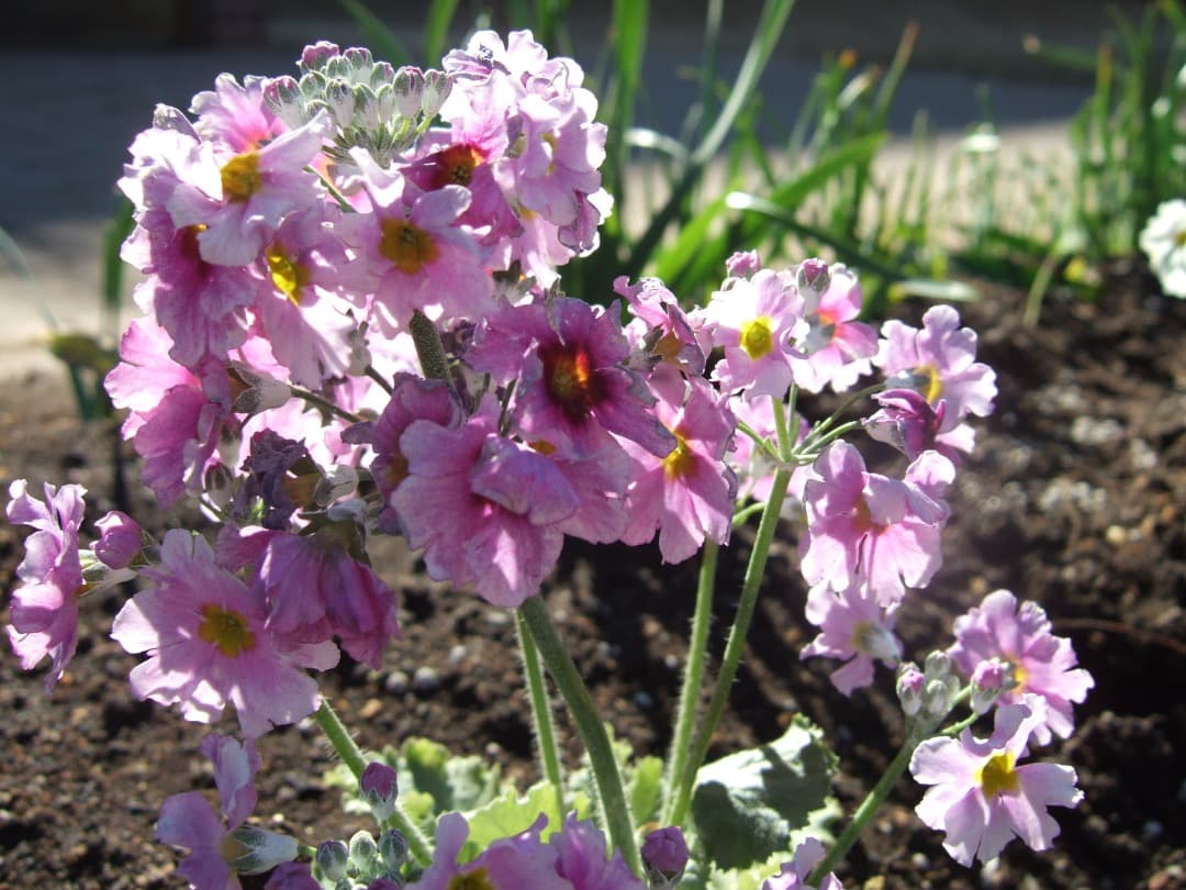 実写美⭕️良品【動作確認済】FUJIFILM FinePix F10