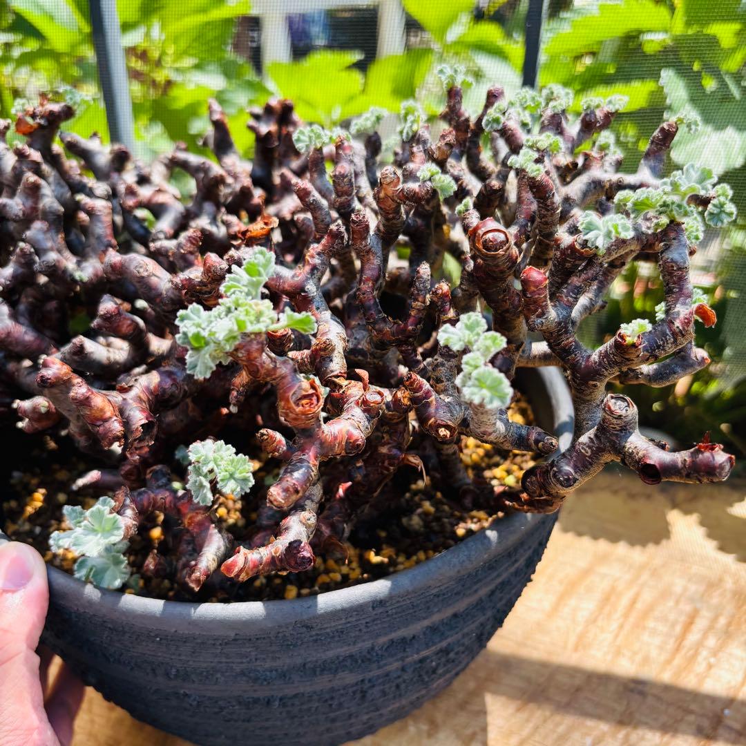 SALE！バランス最高株 休眠明け ペラルゴニウム ミラビレ 現地株 現地球