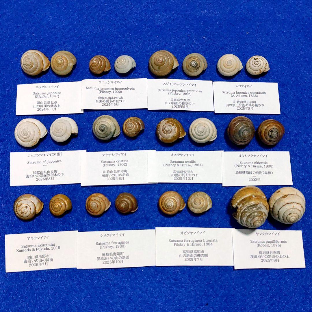 ニッポンマイマイ　カタツムリ　マイマイ　貝殻　標本