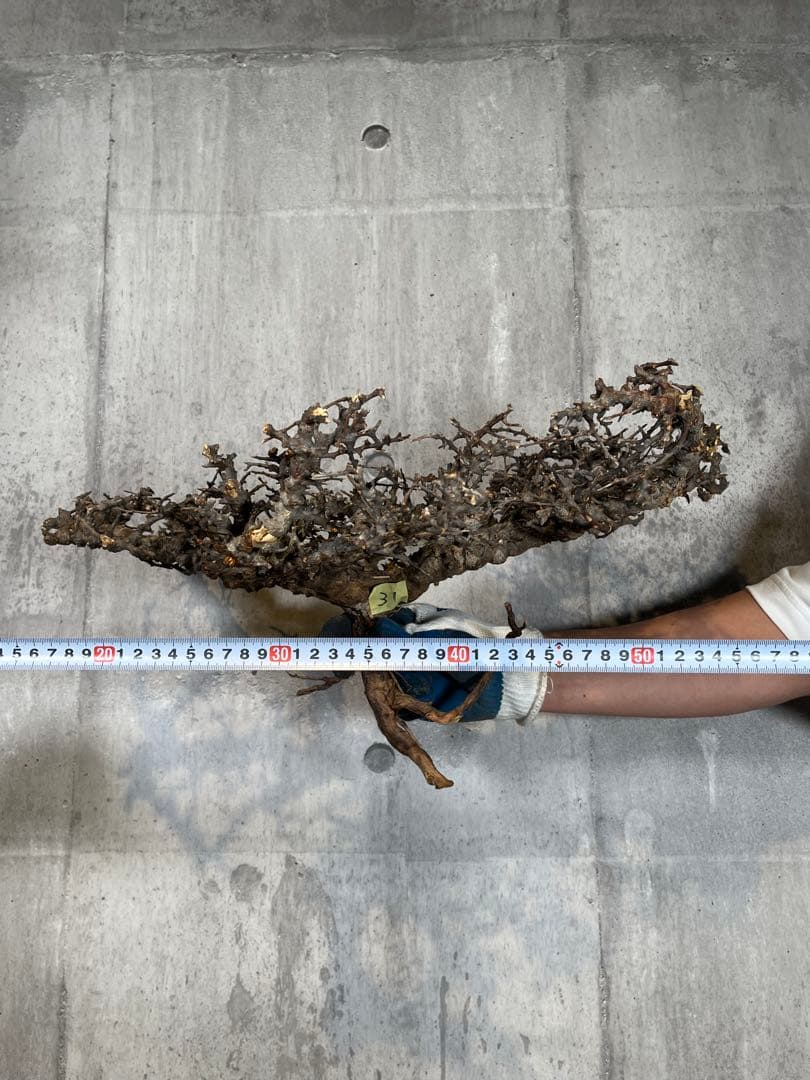 S*e様 31 コミフォラ sp エイル ソマリア産 超美樹形 超大株 鮮度抜群