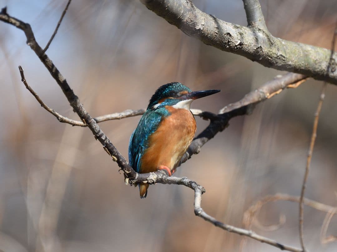 レンズ(ズーム) Nikon AF-S NIKKOR 200-500mm f/5.6E ED VR